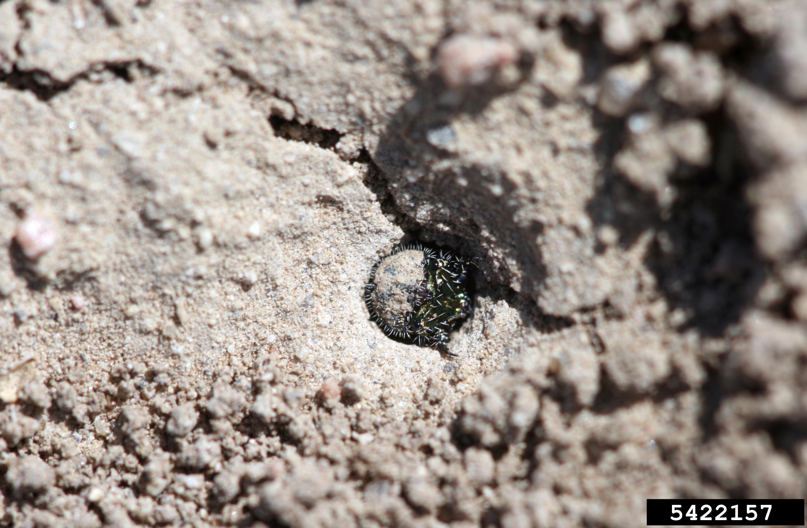 Tiger beetle larva in its burrow.